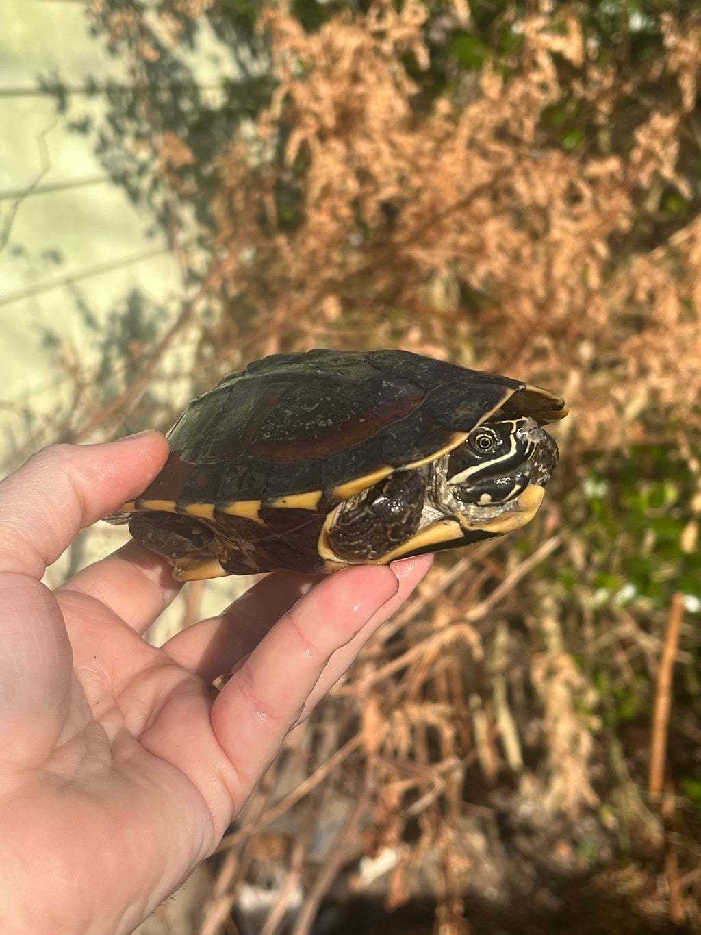 Malayan Snail-eating Turtles For Sale | American Reptile Distributors