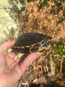 Malayan Snail-eating Turtle Adult Male