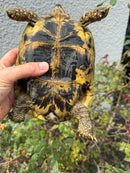 Mesopotamian Greek Tortoise Adult Female