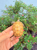 Hypomelanistic Cherryhead Red Foot Tortoise Baby 2026