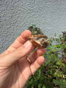 Hypo Stripe-necked Musk Turtle SUB Adult Female