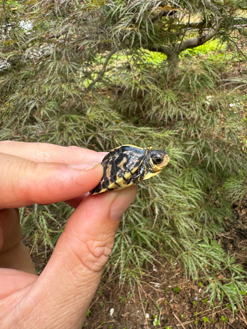 HI YELLOW Florida Box Turtle Baby 2024