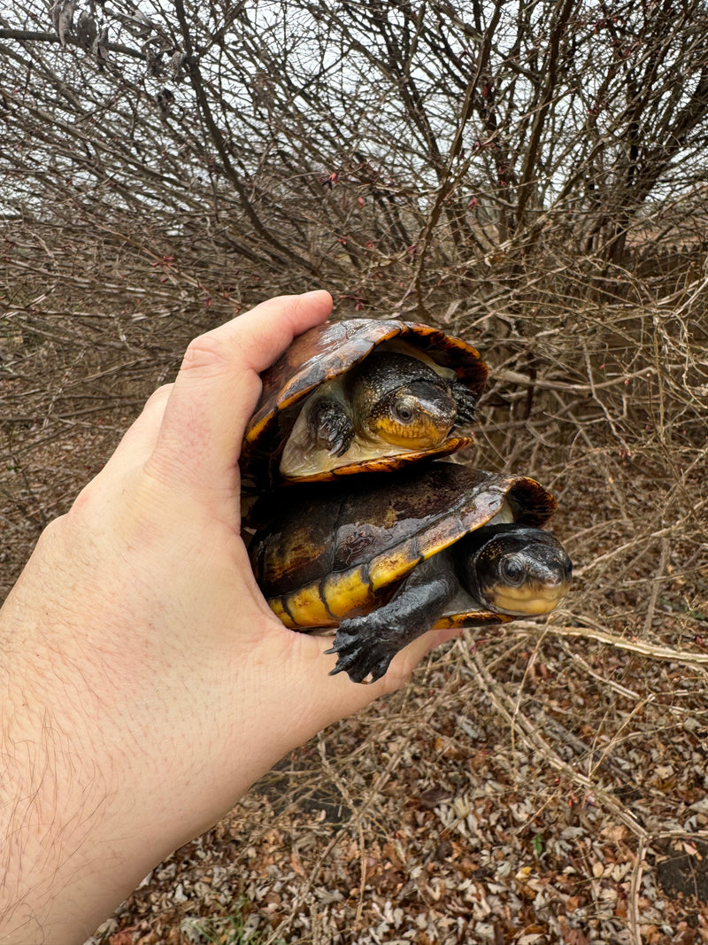 White Lipped Mud Turtle Adult Pair