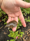 Hi Orange Leopard Softshell