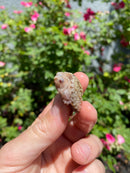 Albino Florida Snapping Turtle 2026