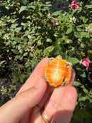Flame Pastel Clown Northern Red Bellied Turtle