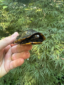 Tobasco Mud Turtle Adult Trio