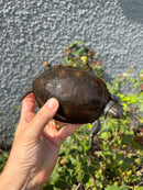 Franco-Italian Pond Turtle Adult Female