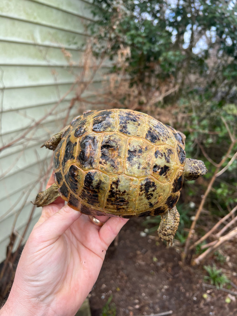 Russian Tortoise Adult 1.3  (Testudo horsfieldii)