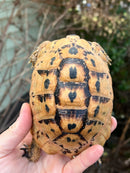 Jordanian Golden Greek Tortoise Female
