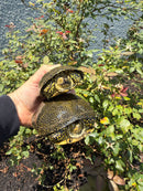 Sicilian Pond Turtle Adult Pair