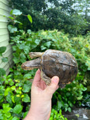 Adanson's Mud Turtles Pair