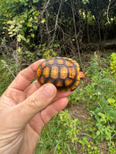 Cherrybomb Red Foot Tortoise Baby 2025