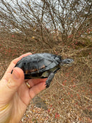African Dwarf Mud Turtle Adult Female