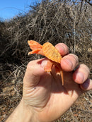 Baby Albino Common Snapping Turtle Female