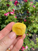 Albino Yellow Bellied Slider Turtle Female