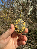 Pancake Tortoise Baby 2025