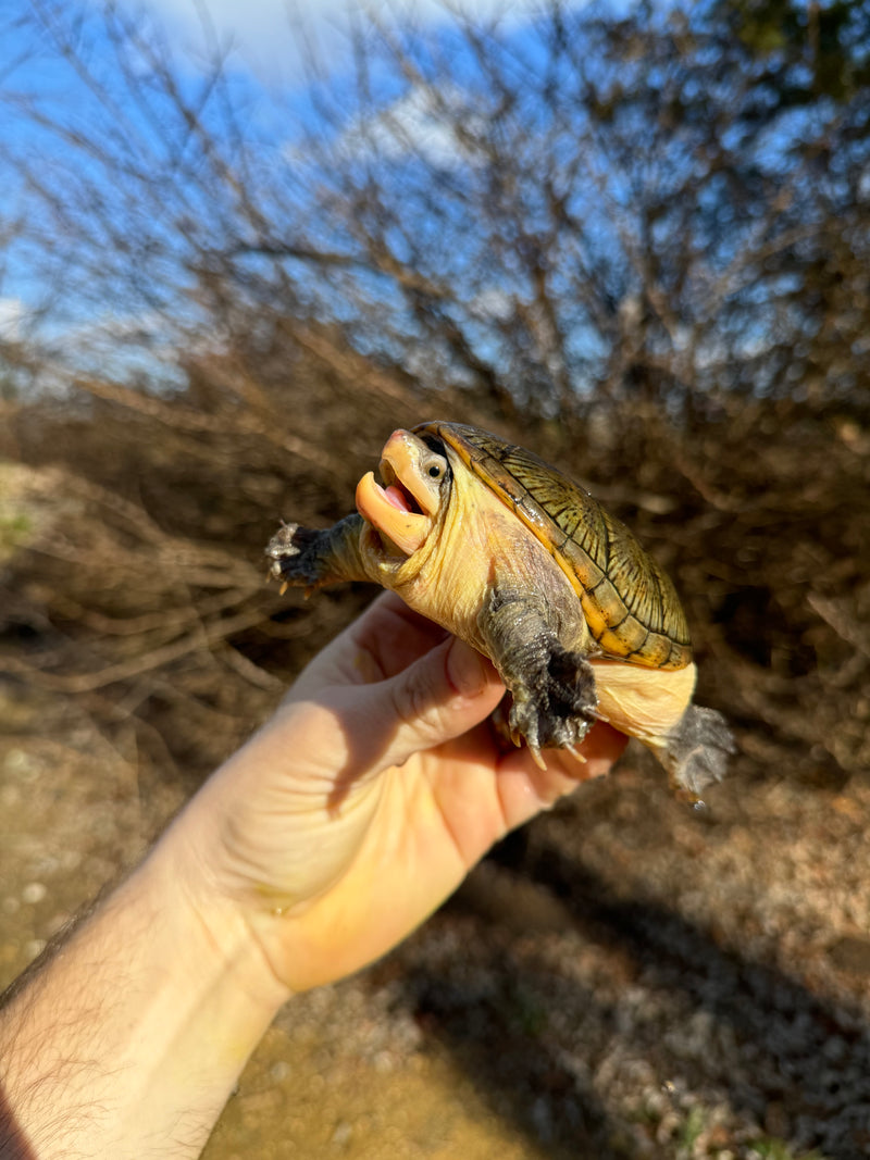 Vampire Musk Turtle Adult Pair