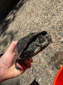 European Pond Turtle Adult Pair