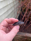 East African Mud Turtle Babies (Pelusios castanoides)