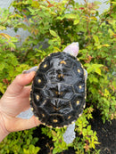 Ornate Diamondback Terrapin Female