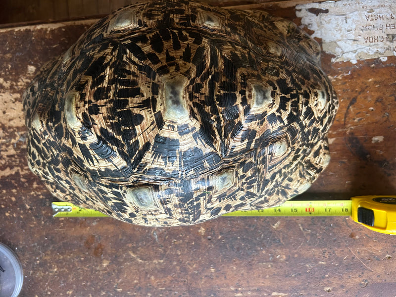South African Giant Leopard Tortoise Adult Female