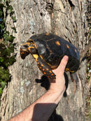 Barbados Red Foot Tortoise Adult Pair