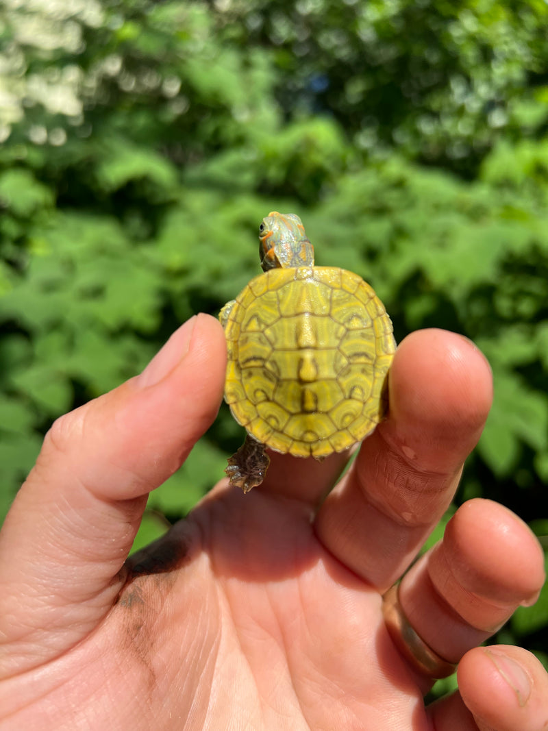 Pastel Clown Red Eared Slider Turtle 2024