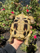 Eastern Hermann's Tortoise Adult Female