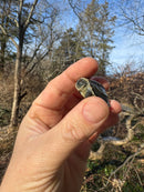 Pastel Reeves Turtle Baby 2025