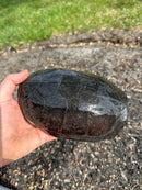 Melanistic Reeves Turtles Adult Pair