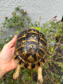 Mesopotamian Greek Tortoise Adult Female