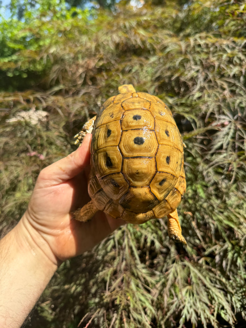 Syrian Golden Greek Tortoise Pair