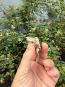 Hypomelanistic Common Snapping Turtle 2026
