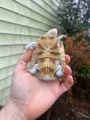 Leucistic African Helmeted Turtle Adult Trio (Pelomedusa subrufa)