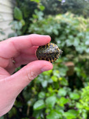 Yellow Flame Baby Florida Red Bellied Turtle