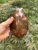 Twist-necked Turtle LTC Female