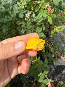 Albino Florida Red Bellied Turtle 2026