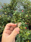 Hypomelanistic Common Snapping Turtle 2026