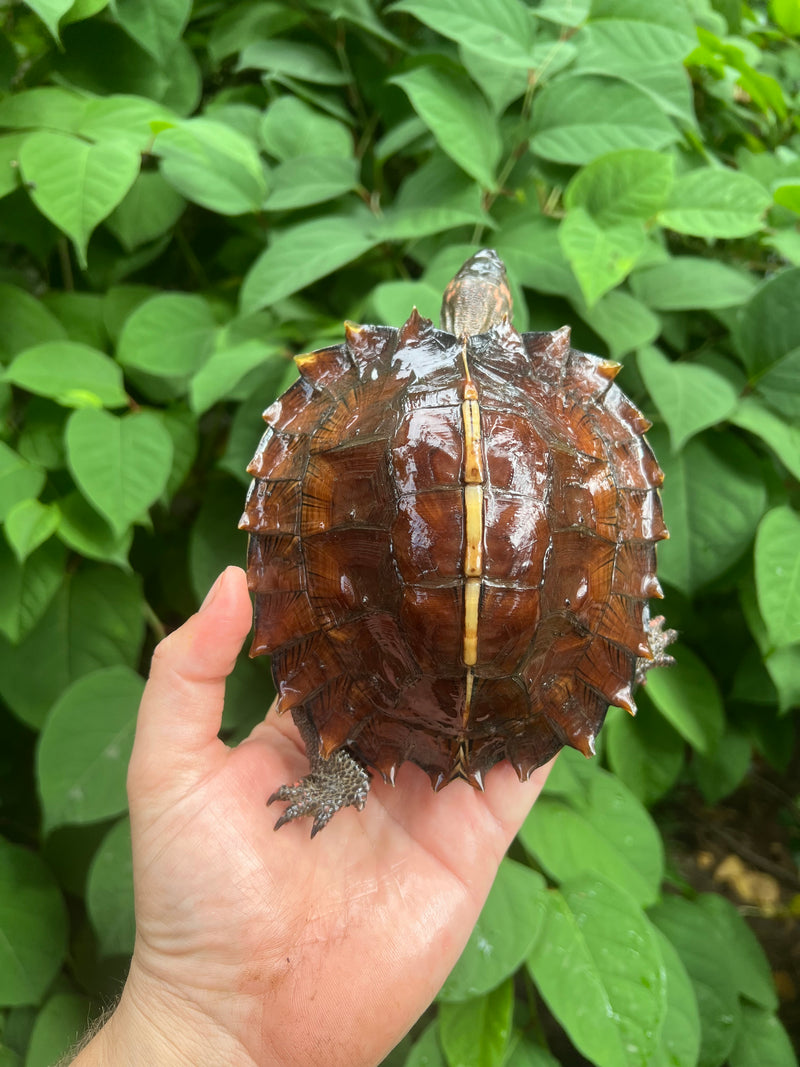 Adult Spiny Turtle Spiny Hill Turtles For Sale | American Reptile Distributors