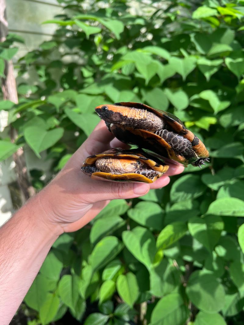 Twist-necked Turtle LTC Pair