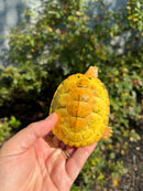 Albino Heiroglyphic River Cooter Turtle