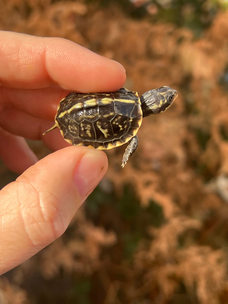 HI YELLOW Florida Box Turtle Baby