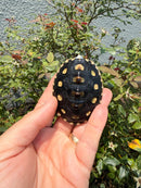 Ornate Diamondback Terrapin Female