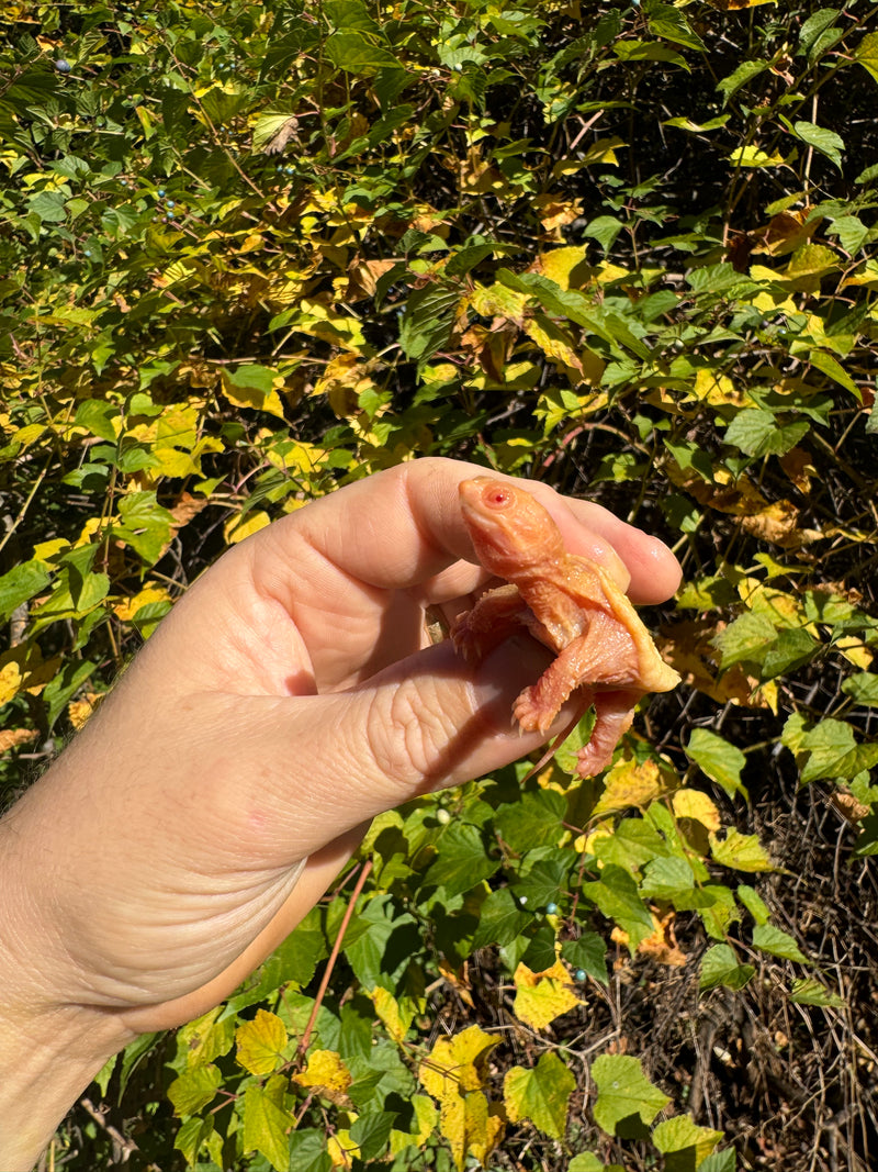 Baby Albino Common Snapping Turtle (Imperfect Shell) (Chelydra serpentina)