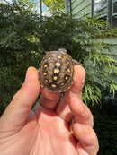 Hi Color Yellow Baby Eastern Box Turtle