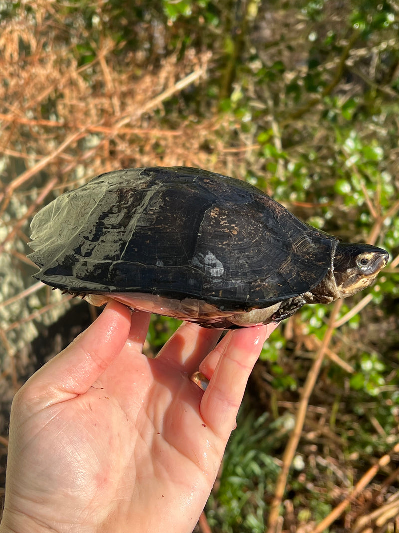 Black Marsh Turtle Adult Pair