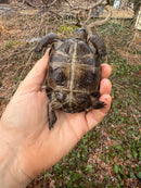 Aldabra Tortoise USA CB 2025
