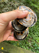 Stripe-necked Musk Turtle Adult Trio