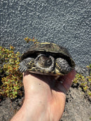 European Pond Turtle Adult Pair